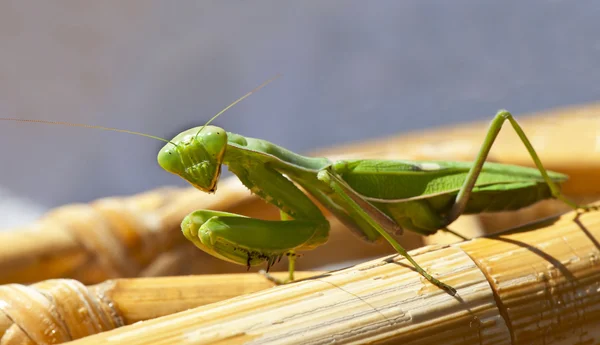 stock image Praying Mantis