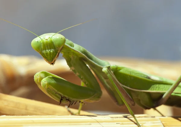 stock image Praying Mantis