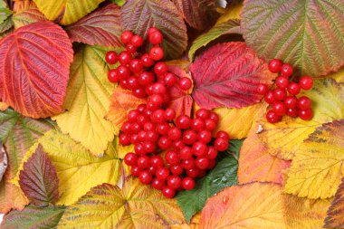 Red viburnum clipart