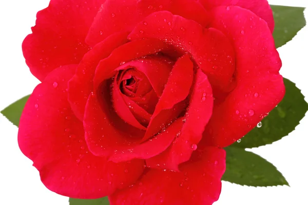 Vermelho rosa close-up — Fotografia de Stock