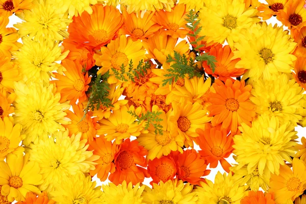 Flores amarillas y naranjas —  Fotos de Stock