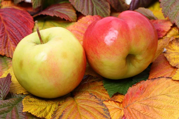 Manzanas en hojas de otoño — Foto de Stock