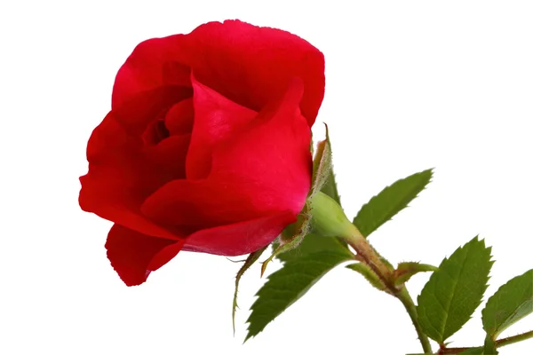 Rote Rose auf weißem Grund — Stockfoto