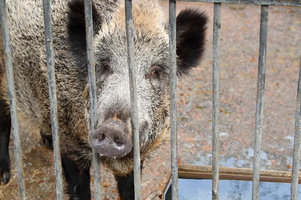 stock image Wild boar