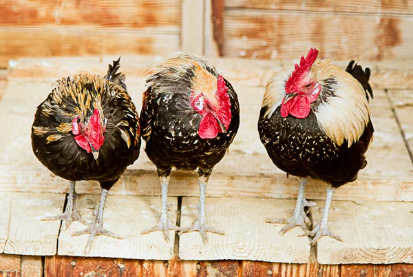 stock image Three cocks