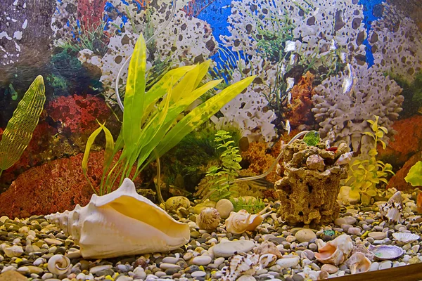 Краєвид акваріум — стокове фото
