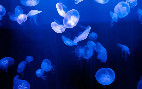 Лунные медузы Лицензионные Стоковые Изображения
