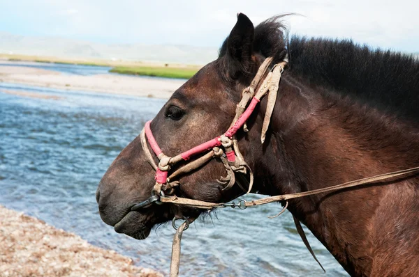 Retrato de um cavalo mongol em arnês — Fotografia de Stock