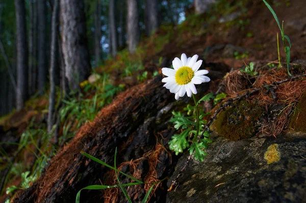 Camomilla solitaria in una foresta di montagna — Foto Stock