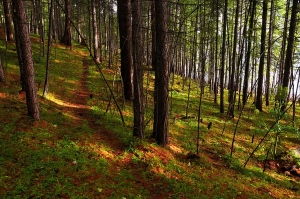 Sentier pédestre en forêt de pins — Photo
