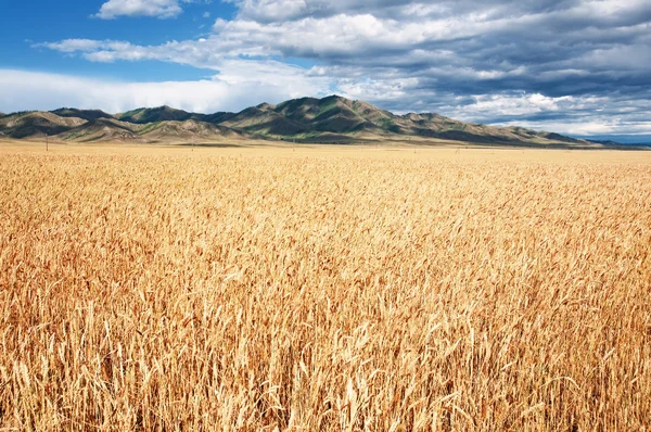 Pole zralé pšenice a hory — Stock fotografie