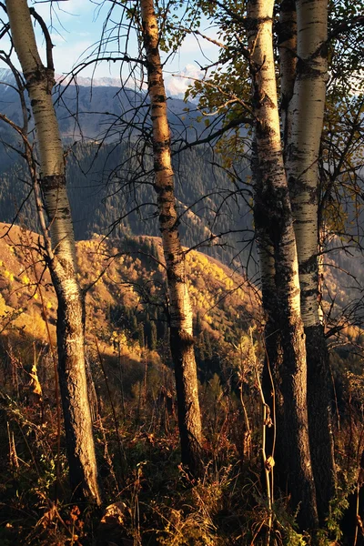 Aspen Árboles en las montañas de otoño —  Fotos de Stock