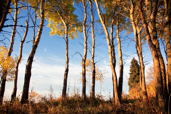 Osika stromy na podzim — Stock fotografie