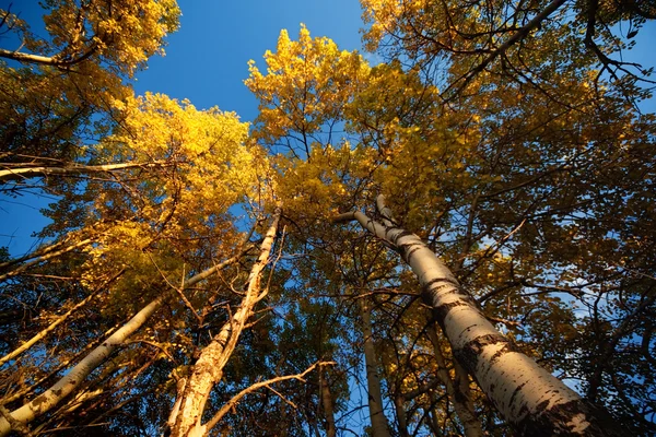 Aspen árboles en otoño — Foto de Stock