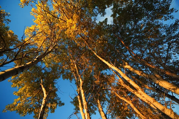 Aspen träd i höst — Stockfoto