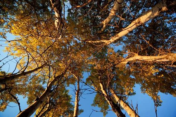 Osika drzewa jesienią — Zdjęcie stockowe