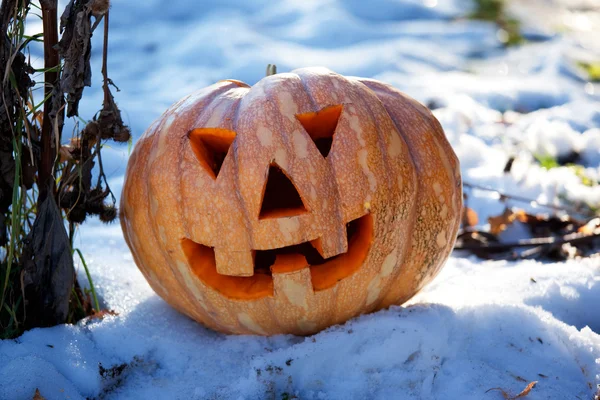 stock image Halloween pumpkin