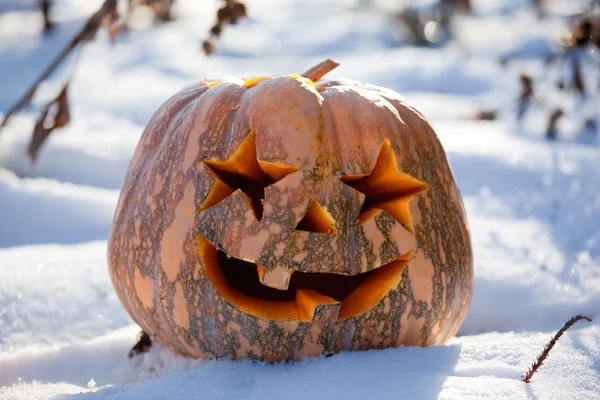 stock image Halloween pumpkin