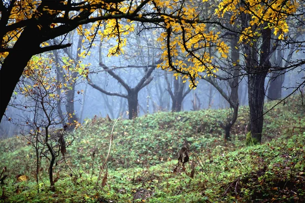 Bosque de otoño —  Fotos de Stock
