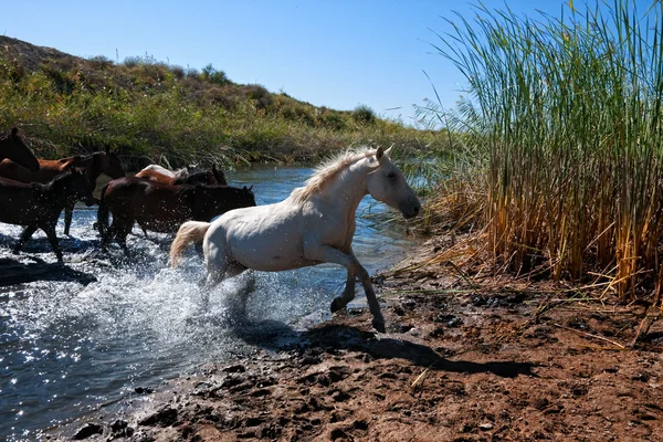 Άγρια άλογα — Φωτογραφία Αρχείου