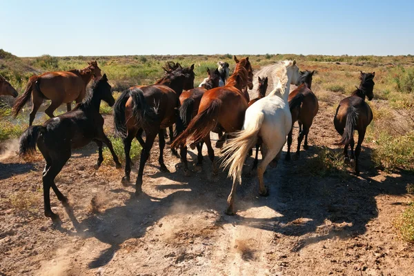 Runaway koni — Zdjęcie stockowe