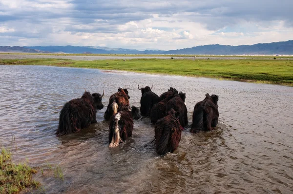 Yaks passam forded o rio, Mongólia — Fotografia de Stock