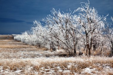 Rows of trees in winter clipart