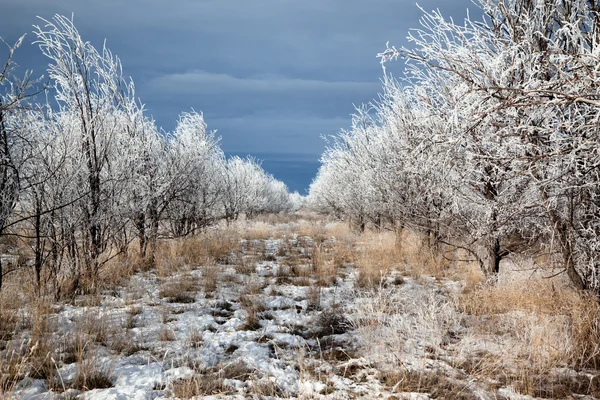 Ряды деревьев зимой — стоковое фото