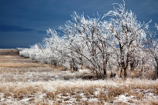 Rijen van bomen in de winter — Stockfoto