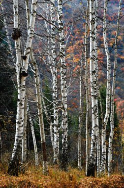 Birch Grove in mountains clipart