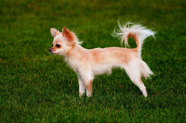 Chihuahua chien — Photo