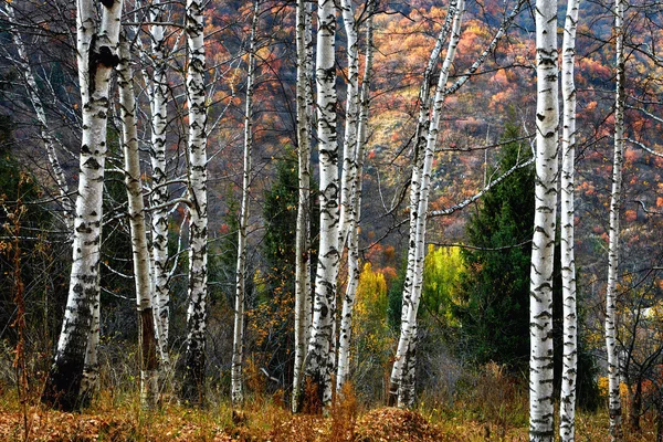 Birch Grove in mountains — Stock Photo, Image