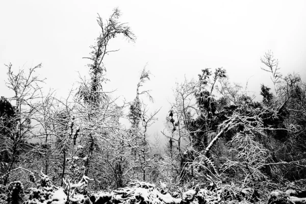 Мрачный зимний лес — стоковое фото