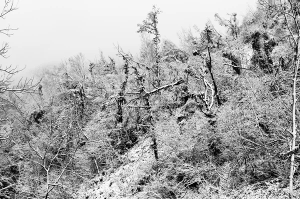 Мрачный зимний лес — стоковое фото