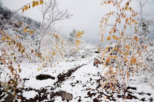Az első hó a hegyekben — Stock Fotó