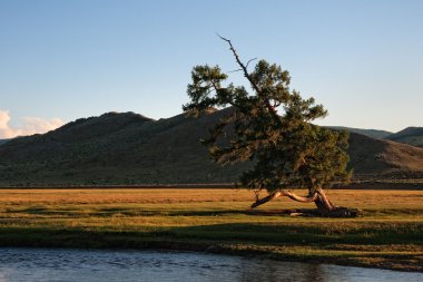 Lonely crooked tree on shore of river clipart