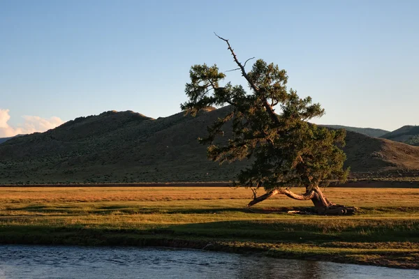 Nehir kıyısında yalnız eğri ağaç — Stok fotoğraf