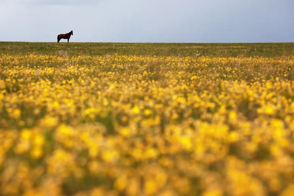Silueta de un caballo en el horizonte — Foto de Stock