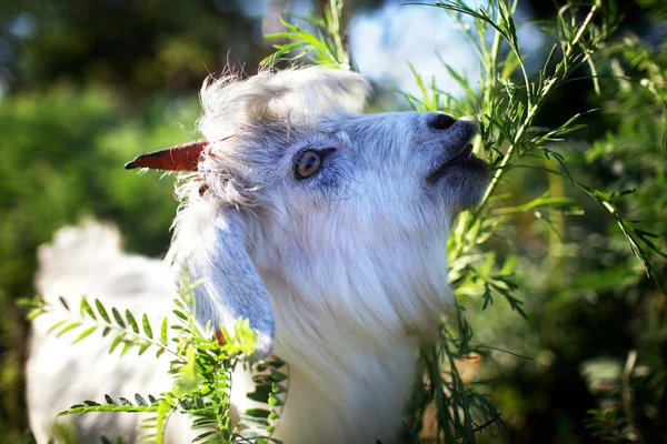 Jonge goatling — Stockfoto