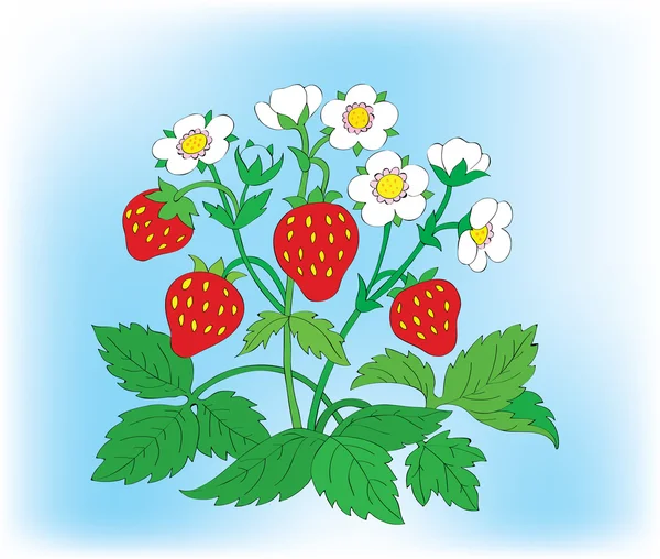 Буш цветущей клубники с ягодами . — стоковый вектор