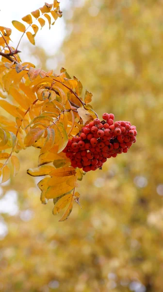 Beautiful branch with a red mountain ash — Stock Photo, Image