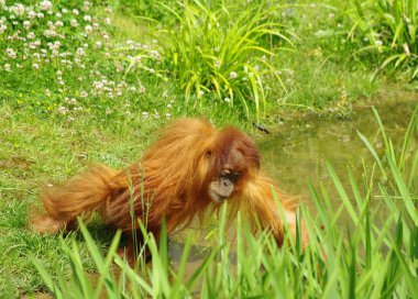 orangutan