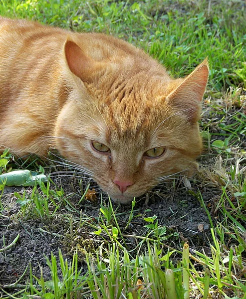황갈색 고양이 — 스톡 사진