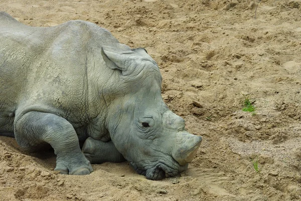 Rinoceronte blanco —  Fotos de Stock