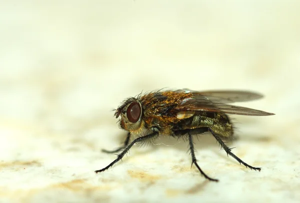 stock image Fly of home