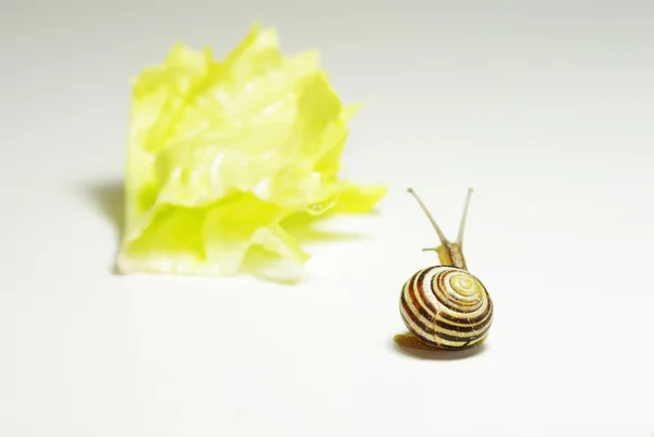 An snail — Stock Photo, Image