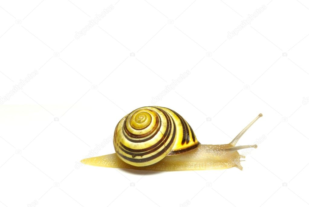 An snail
