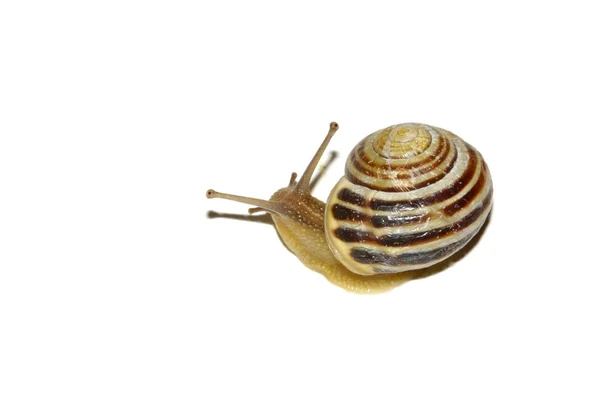 An snail — Stock Photo, Image