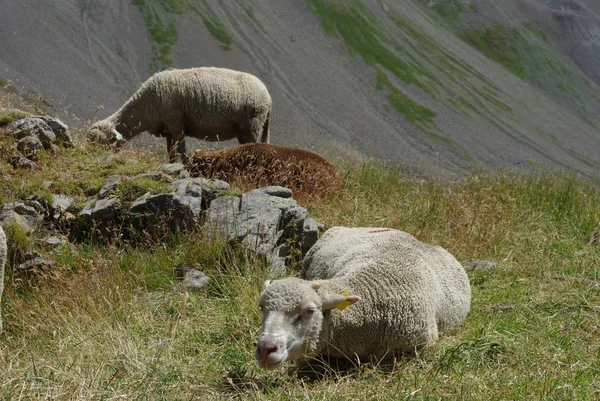 Stáda ovcí — Stock fotografie