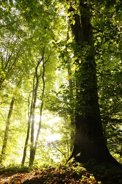 Fák az erdőben — Stock Fotó